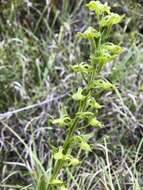 Image of Platanthera pachyglossa Hayata