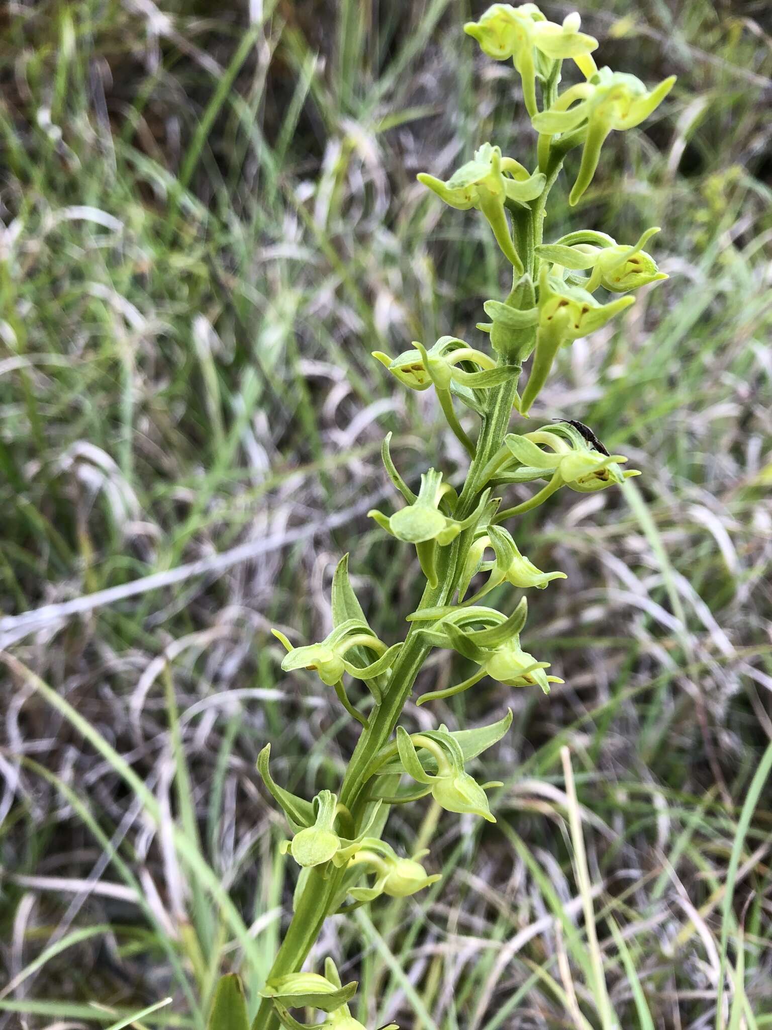 Image of Platanthera pachyglossa Hayata