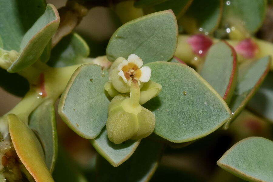 Sivun Euphorbia mesembryanthemifolia Jacq. kuva