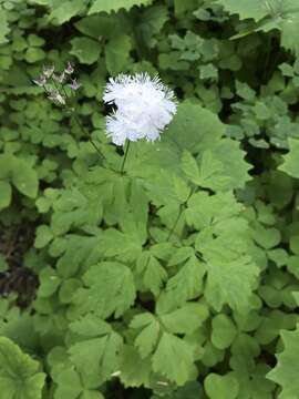 Image of Willamette false rue anemone