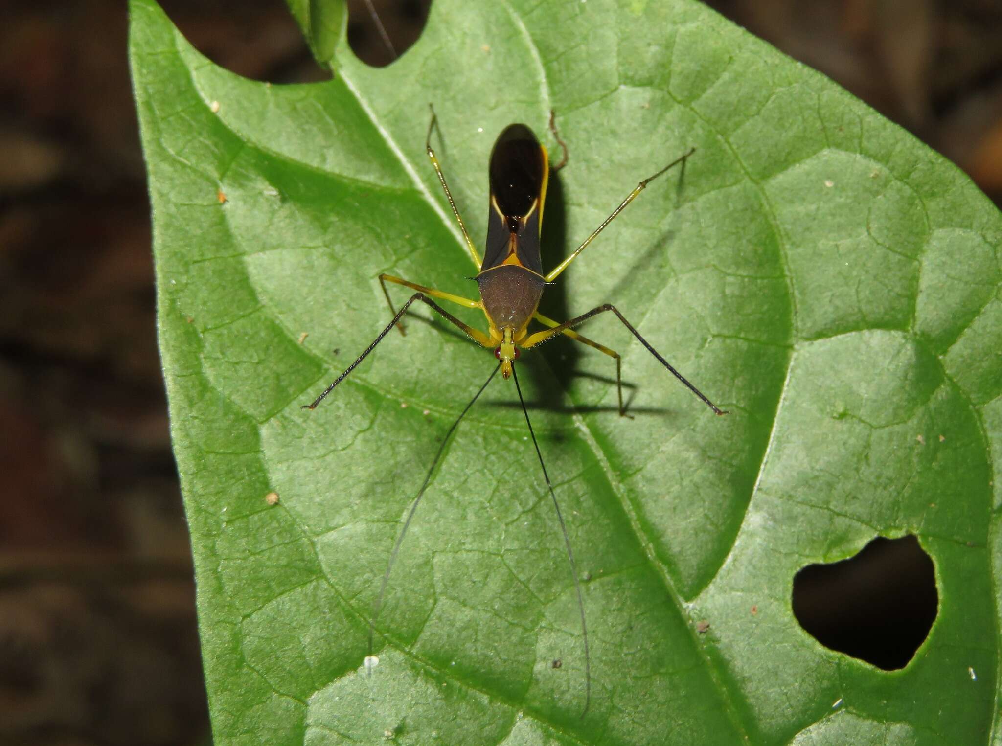 Image of Zelus cordazulus Zhang & Hart ex Zhang et al. 2016