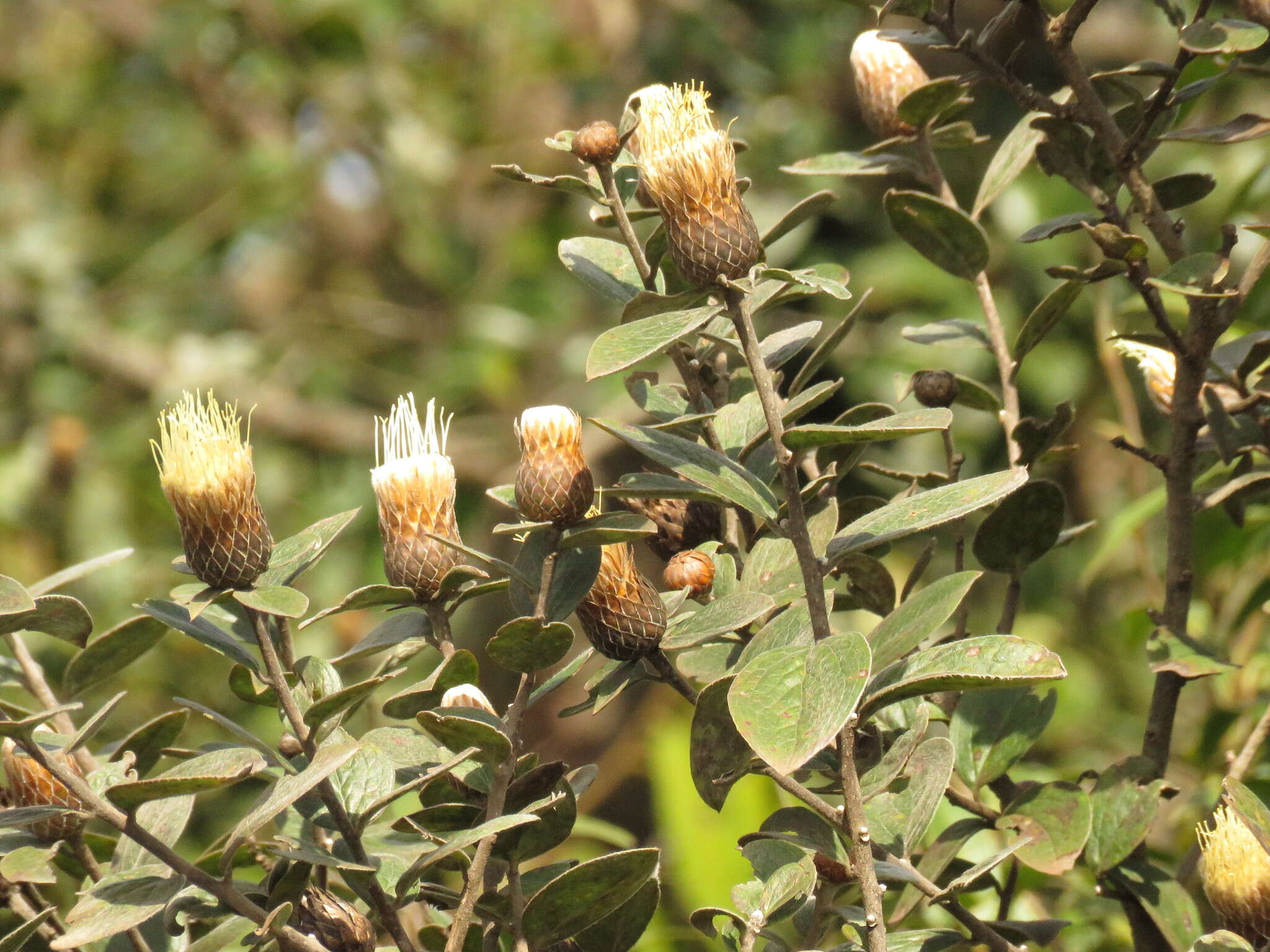 Image of Dasyphyllum sprengelianum (Gardn.) Cabrera