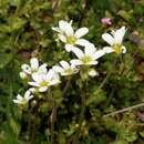 Plancia ëd Saxifraga carpetana subsp. graeca (Boiss.) D. A. Webb