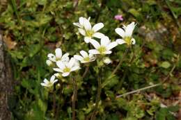 Sivun Saxifraga carpetana subsp. graeca (Boiss.) D. A. Webb kuva