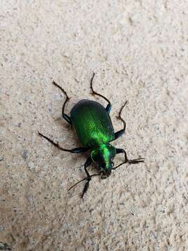 Imagem de Calosoma (Calosoma) aurocinctum Chaudoir 1850