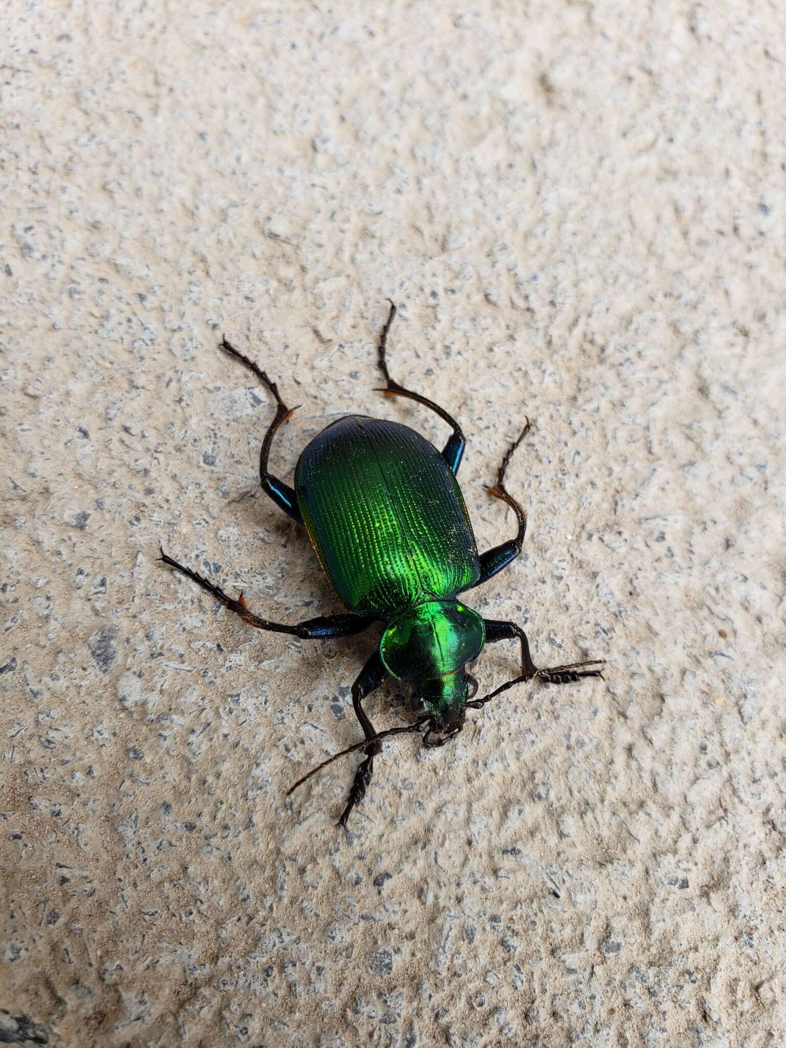 Слика од Calosoma (Calosoma) aurocinctum Chaudoir 1850