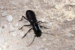 Image of Great Plains Giant Tiger Beetle