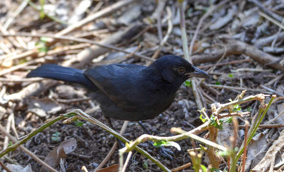 Image of Slate-colored Boubou