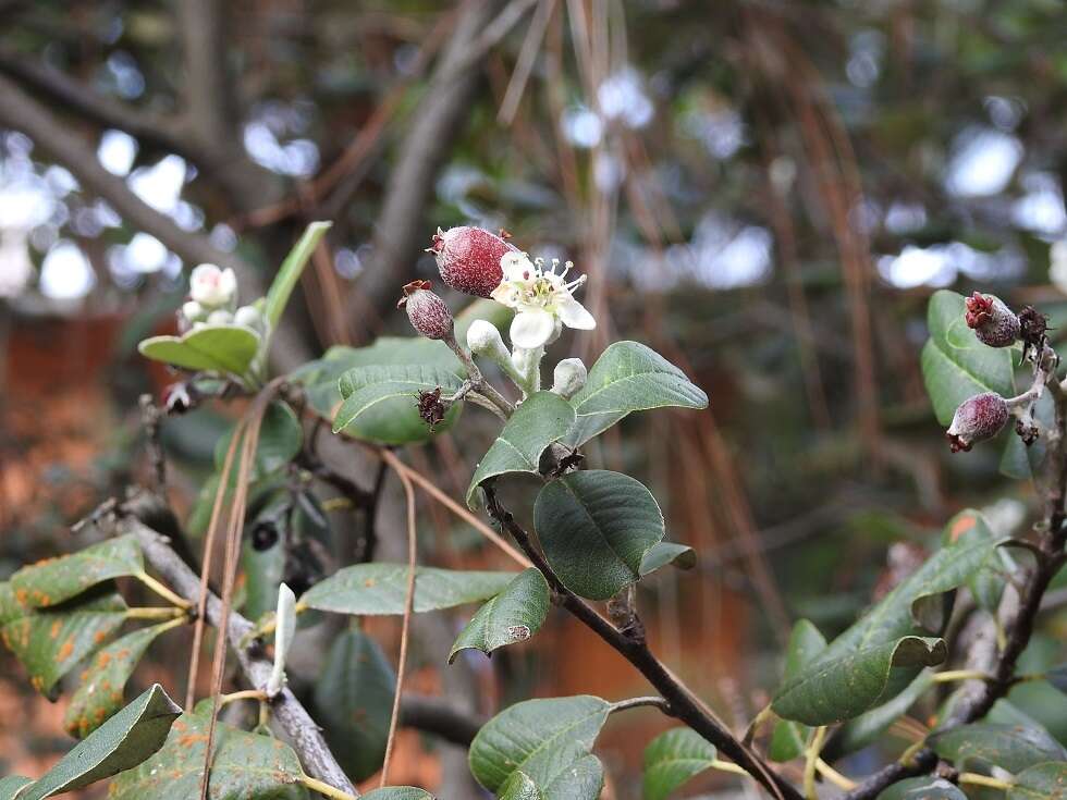 Malacomeles nervosa (Decne.) G. N. Jones的圖片