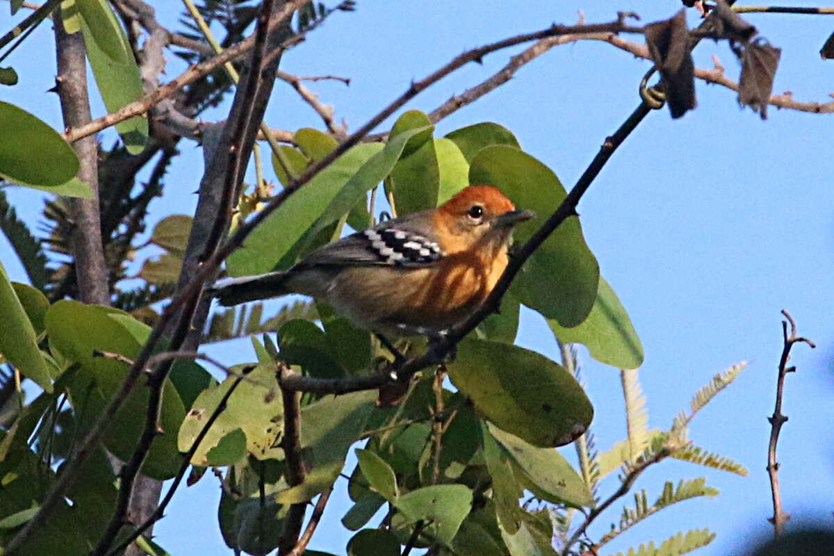 Image of Large-billed Antwren