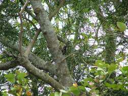 Image of Grey-capped Pygmy Woodpecker