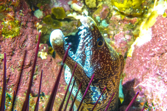 Image of Mosaic moray