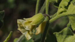 Image of Palmer's groundcherry