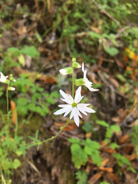 Imagem de Lithophragma heterophyllum (Hook. & Arn.) Torr. & Gray