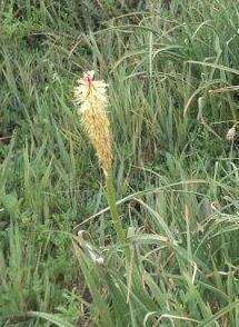 Image of Kniphofia ensifolia subsp. ensifolia