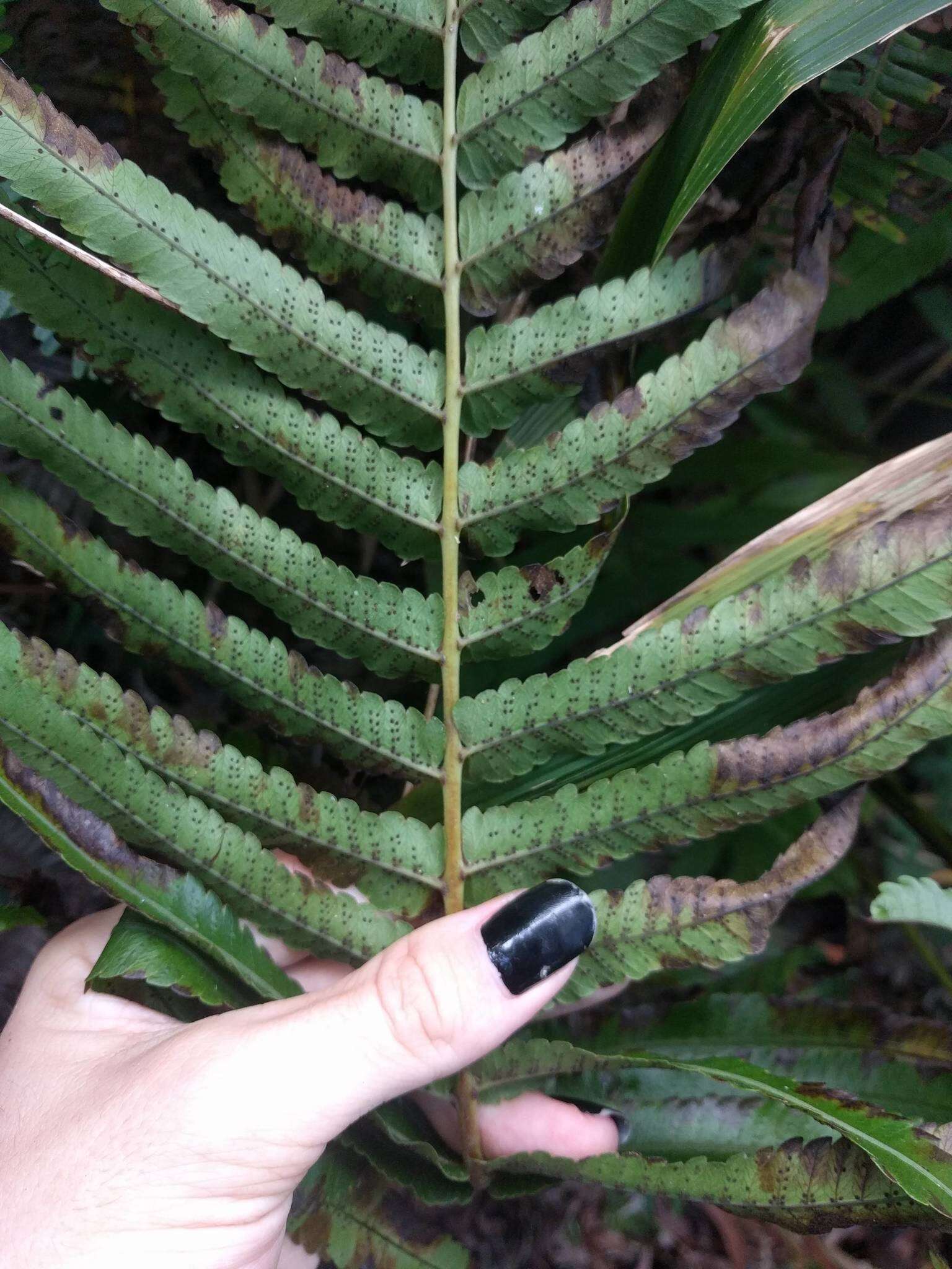 Image of Menisciopsis cyatheoides (Kaulf.) S. E. Fawc. & A. R. Sm.