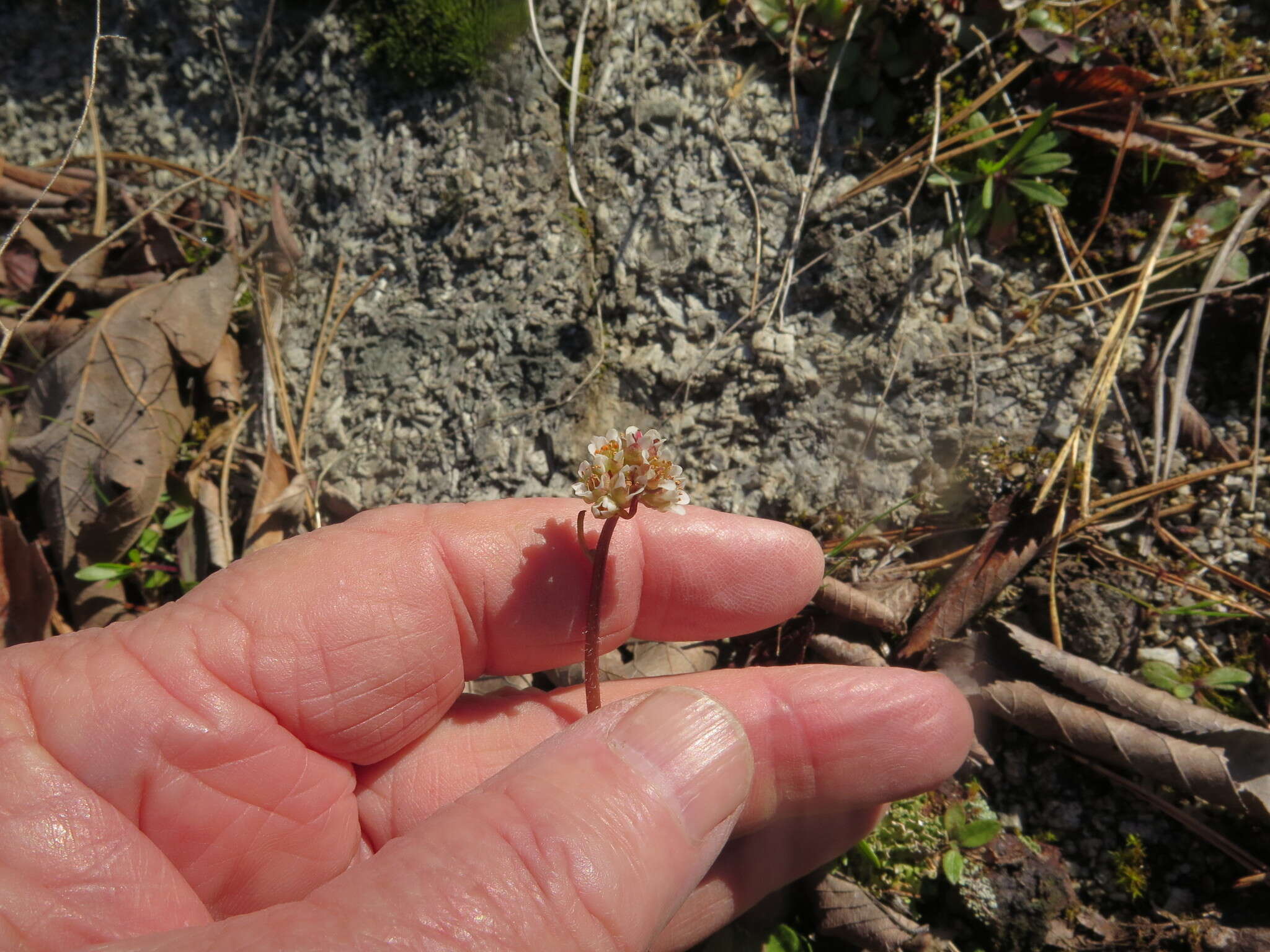 Plancia ëd Micranthes texana (Buckl.) Small