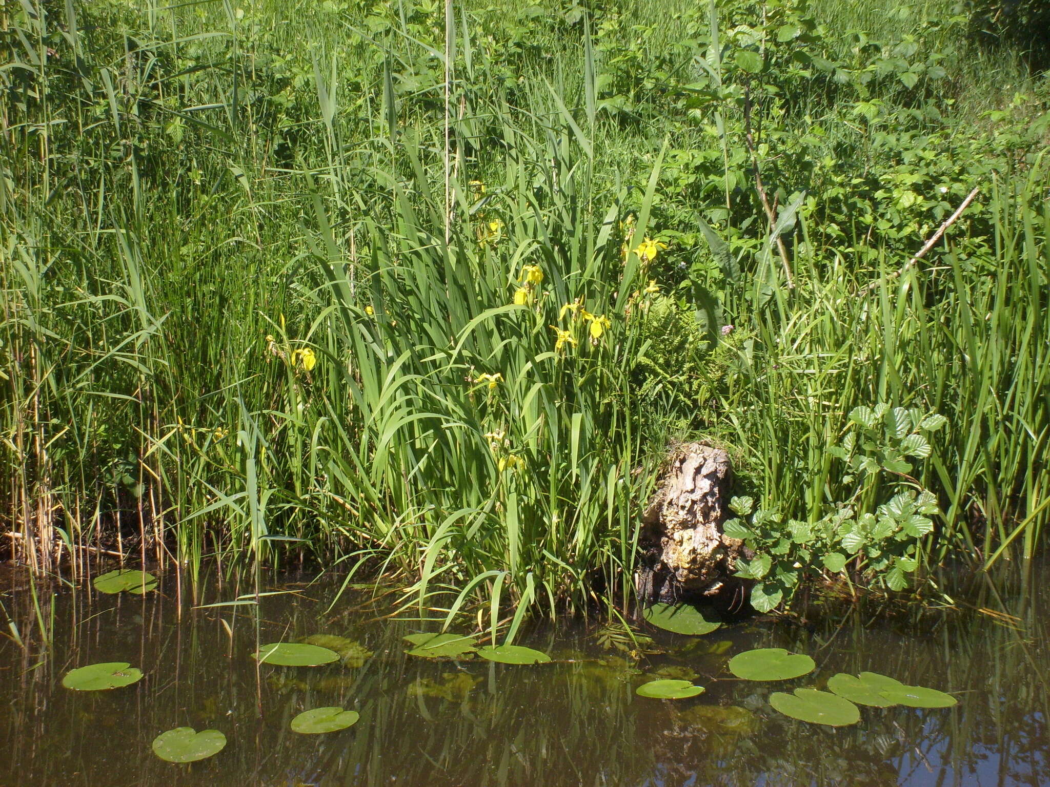 Image of yellow flag, yellow iris