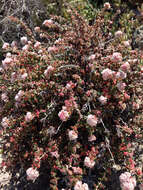 Image of seacliff buckwheat