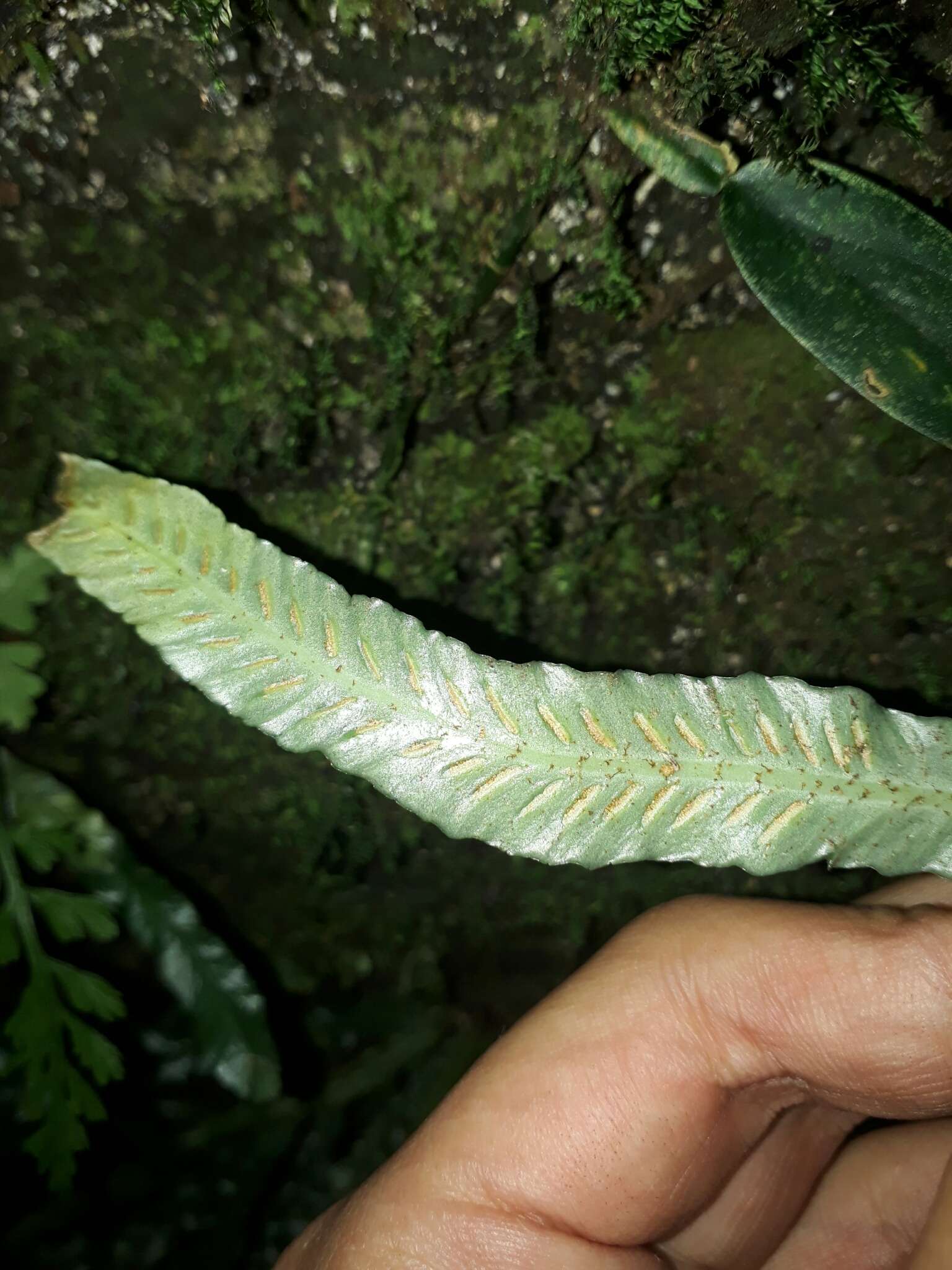 Image of Asplenium griffithianum Hook.