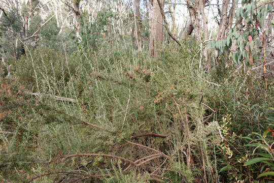 Image de Ozothamnus secundiflorus (Wakef.) A. A. Anderberg