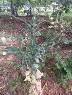 Image of Louisiana Lettuce