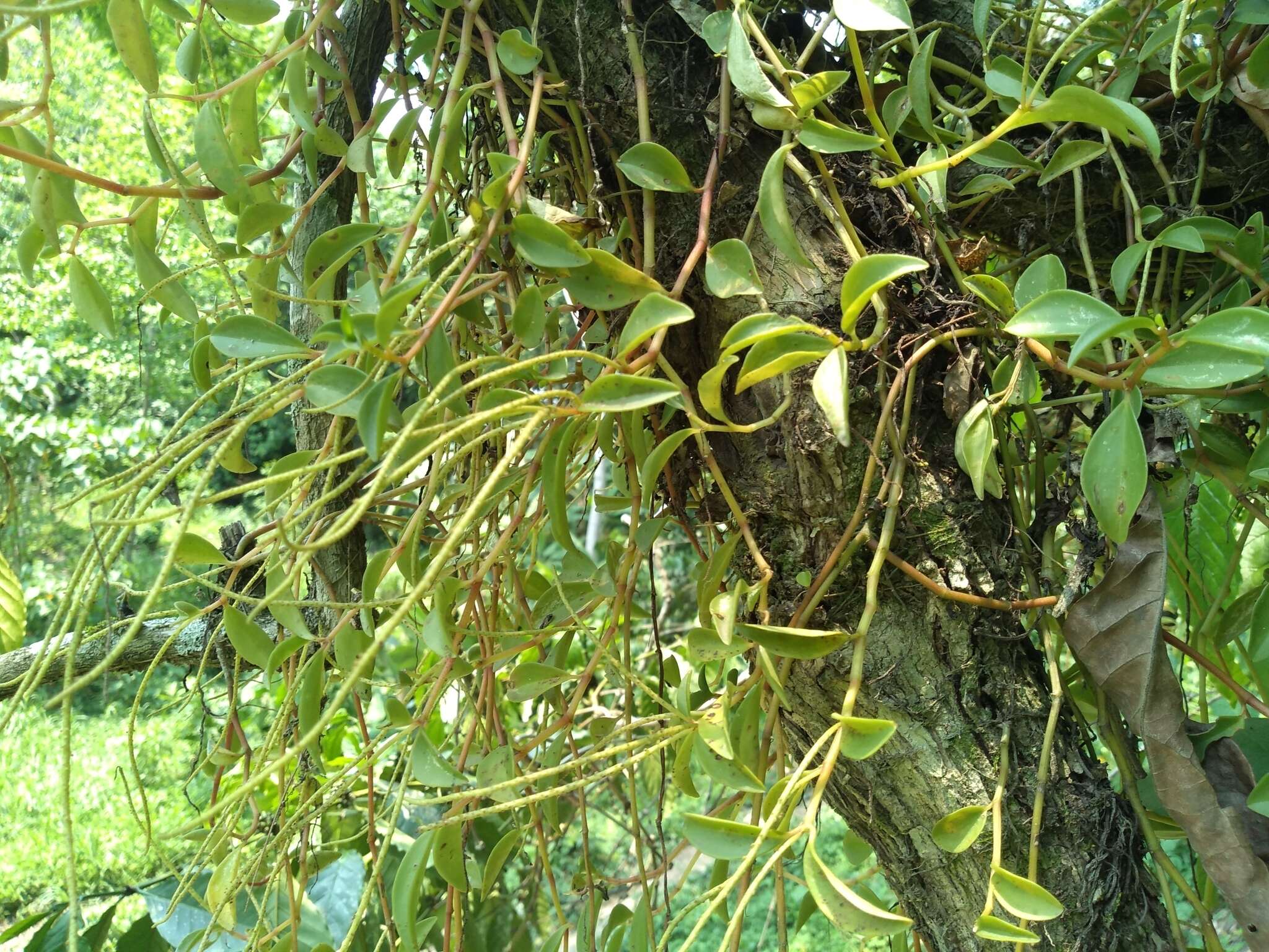 Image of cypress peperomia