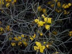 صورة <i>Senna artemisioides</i> subsp. <i>petiolaris</i>