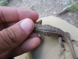 Image of Sceloporus brownorum Smith, Watkins-Colwell, Lemos-Espinal & Chiszar 1997