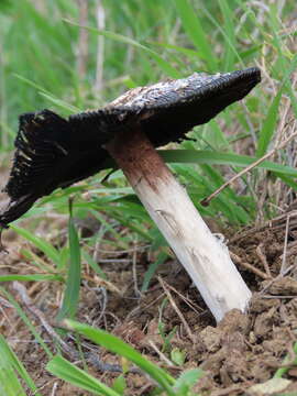 Image of Coprinus calyptratus Peck 1895