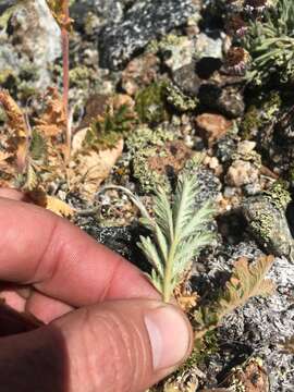 Image de Potentilla pensylvanica L.