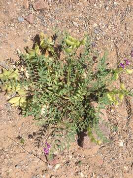 Image of halfmoon milkvetch