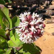 Image of common milkweed