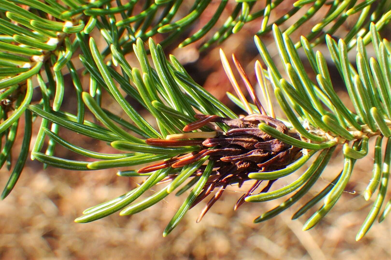 Image of Pineus (Pineus) similis (Gillette 1907)