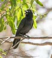 Imagem de Corvus macrorhynchos Wagler 1827