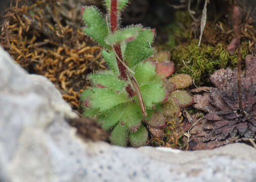 Image of Wedge-Leaf Saxifrage