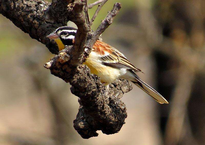 Imagem de Emberiza flaviventris flaviventris Stephens 1815