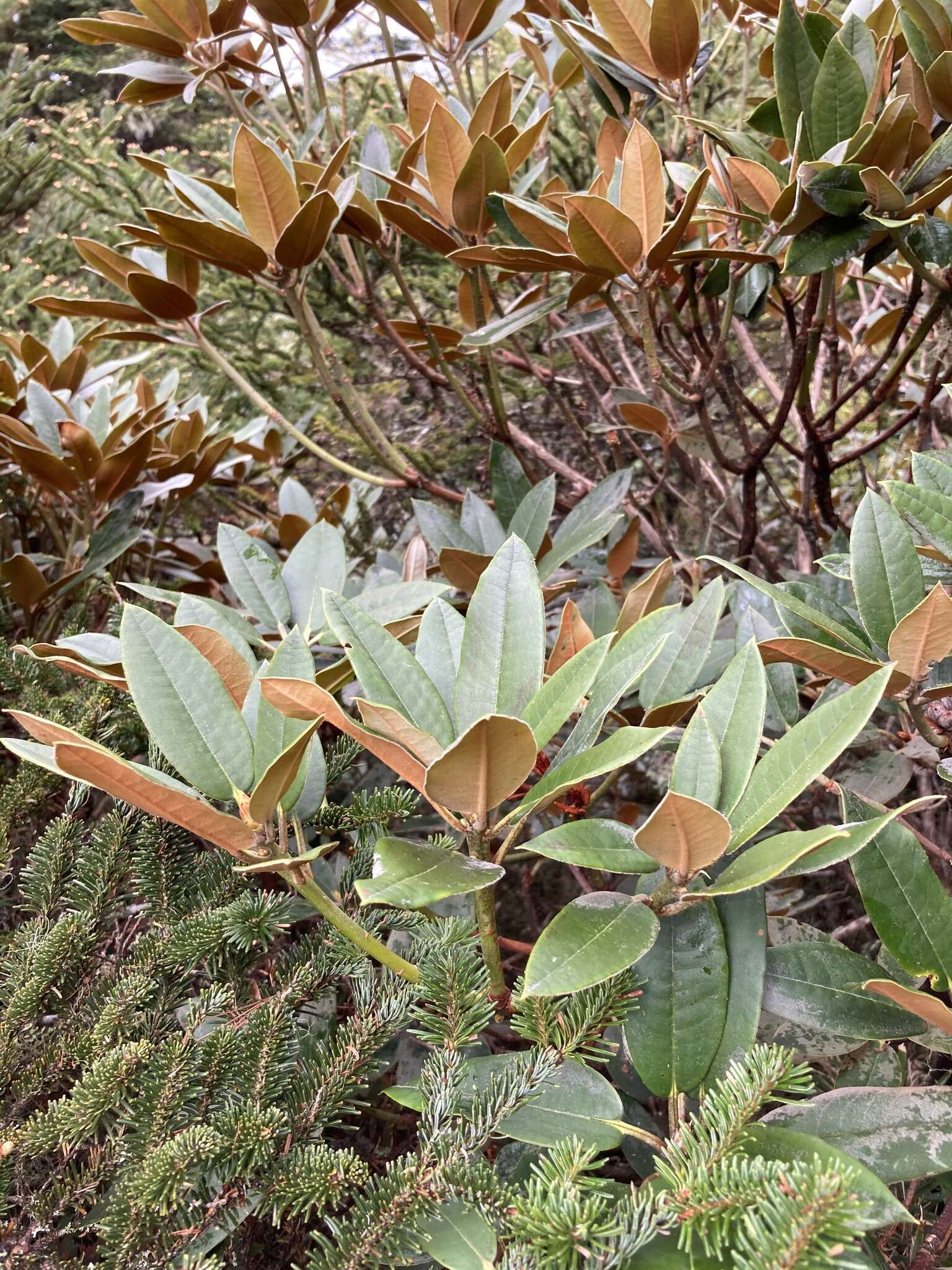 صورة Rhododendron hyperythrum Hayata