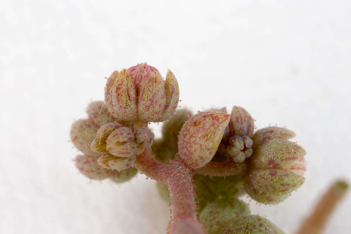 Imagem de Sedum dasyphyllum L.