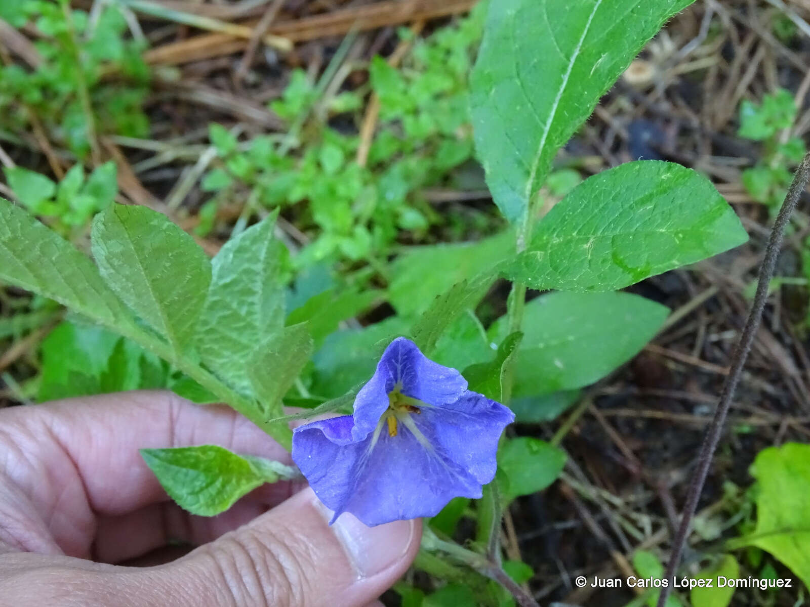 Solanum demissum Lindl.的圖片