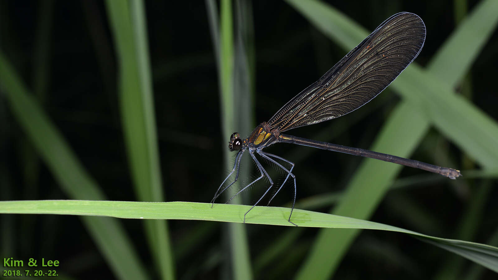 Image of Atrocalopteryx Dumont, Vanfleteren, De Jonckheere & Weekers 2005