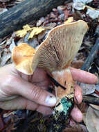 Image of Lactarius rubrilacteus Hesler & A. H. Sm. 1979