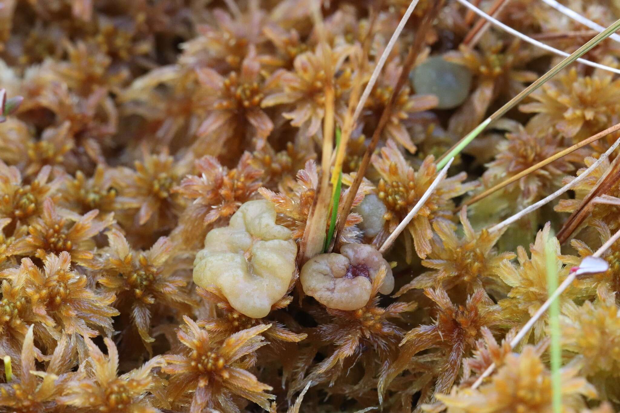 Image of Ascocoryne turficola (Boud.) Korf 1971