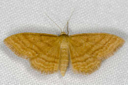 Idaea ochrata Scopoli 1763 resmi