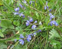 Image de Polygala alpestris Rchb.