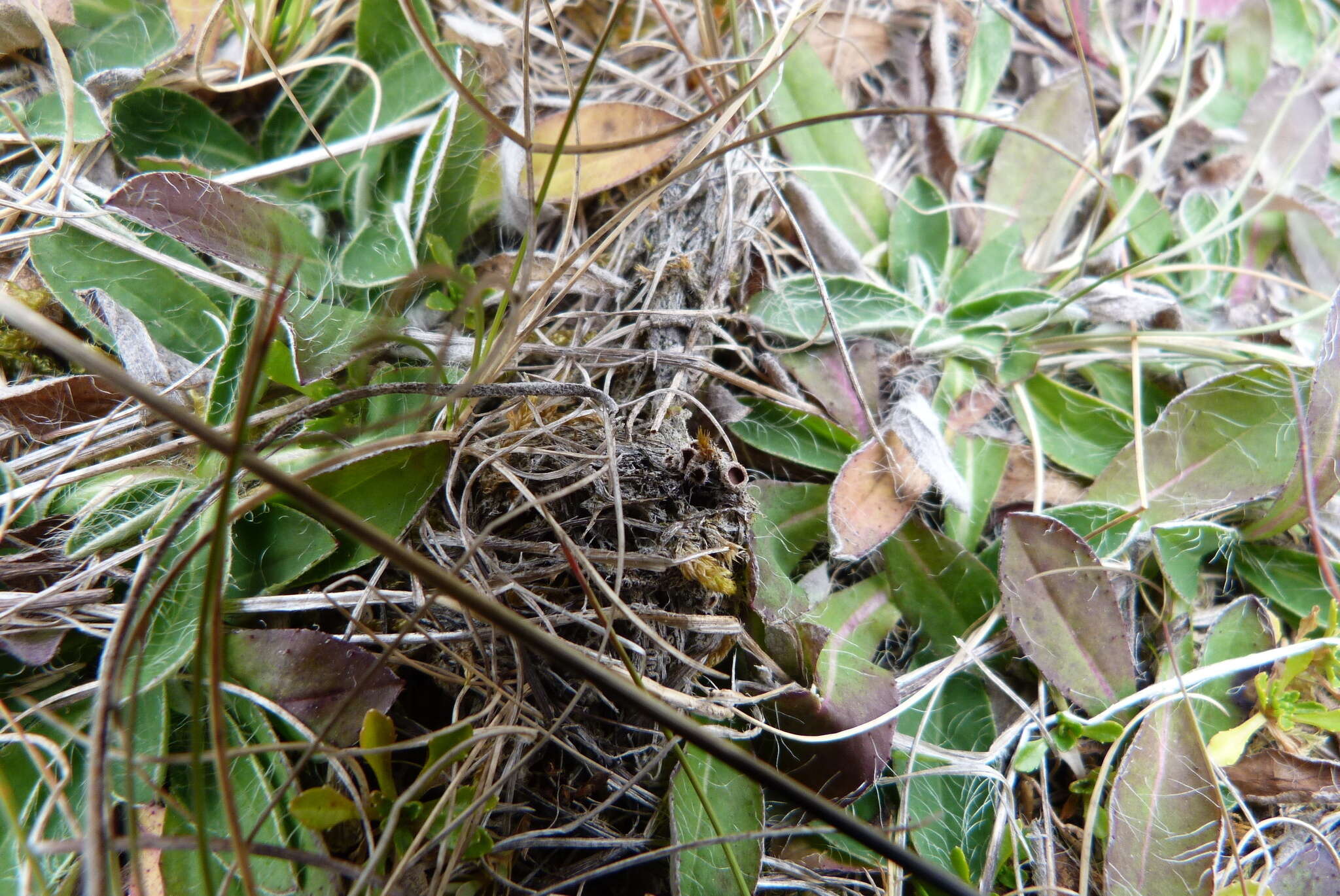 Image of Psoroma hypnorum var. paleaceum (Fr.) Rostr.