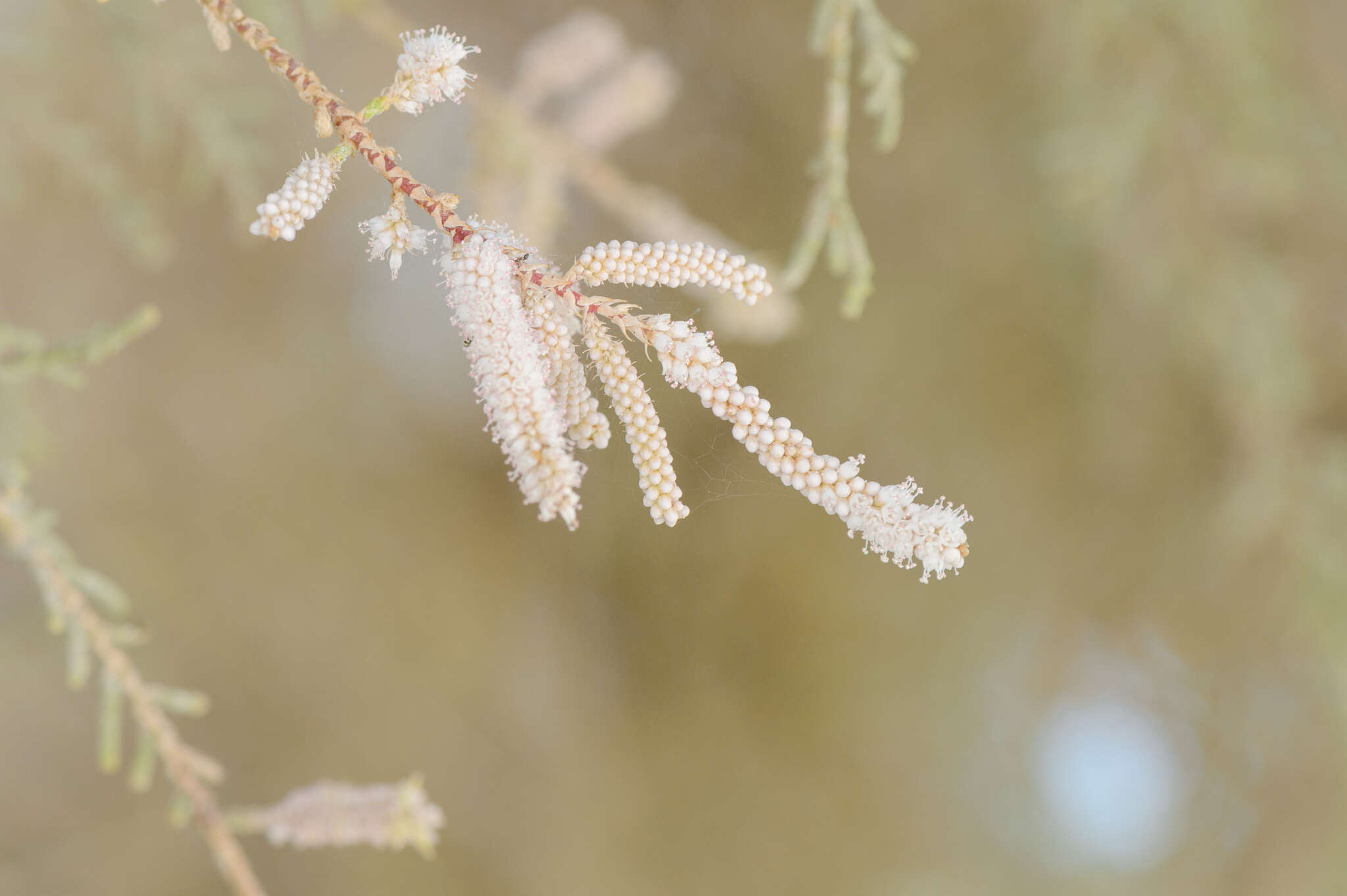 Plancia ëd Tamarix nilotica (Ehrenb.) Bunge