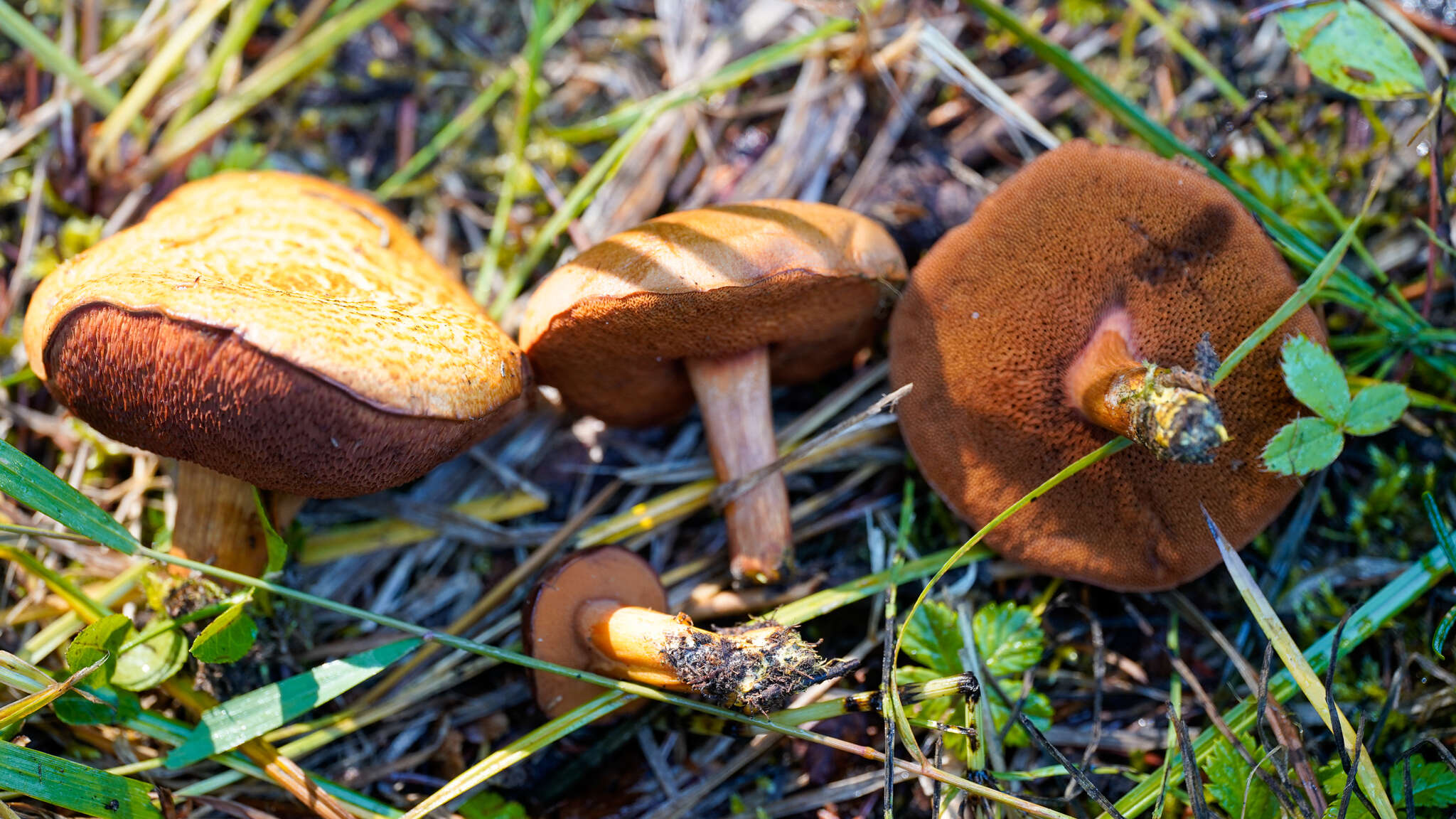 Image of Chalciporus piperatoides (A. H. Sm. & Thiers) T. J. Baroni & Both 1991