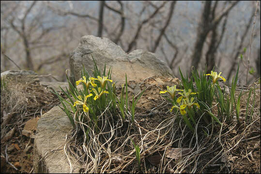 Plancia ëd Iris minutoaurea Makino