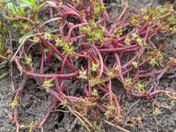 Image of Myriophyllum integrifolium (J. D. Hook.) J. D. Hook.